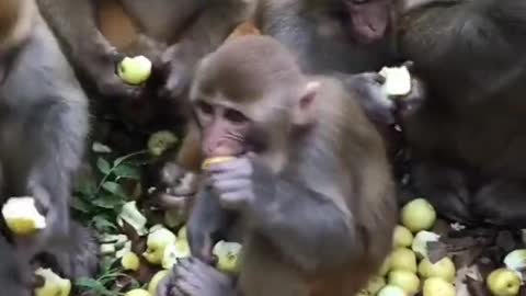 Beloved monkey ate fruit