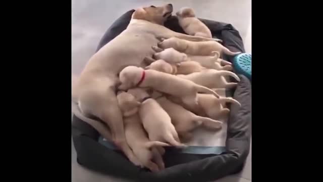 The puppies are drinking their mother's milk.