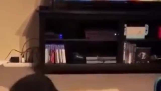 Dog Has Incredible Reaction During Horror Scene TV