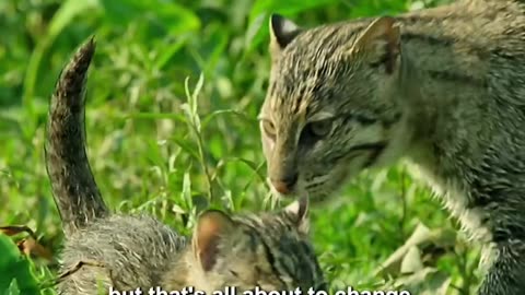 Fishing cats are really good at catching slippery fish in weed-filled ponds,