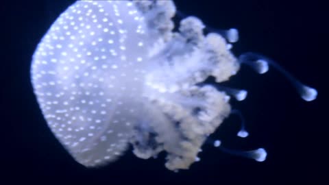 Jellyfish inTank