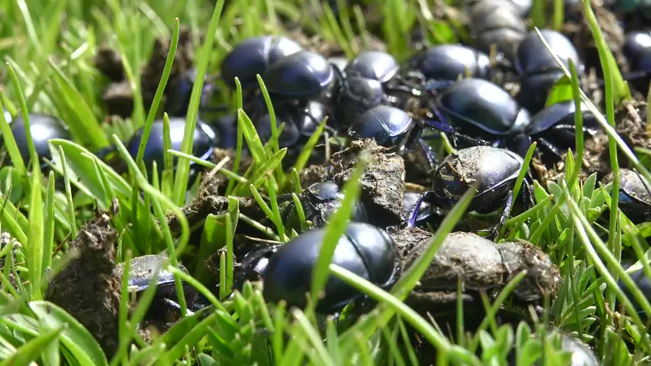 A crowd of beetles on the green grass