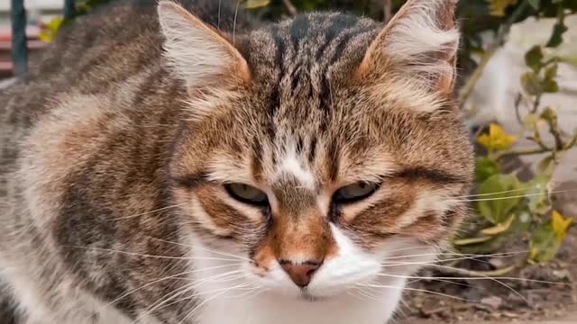 Video of a Outdoor Cat