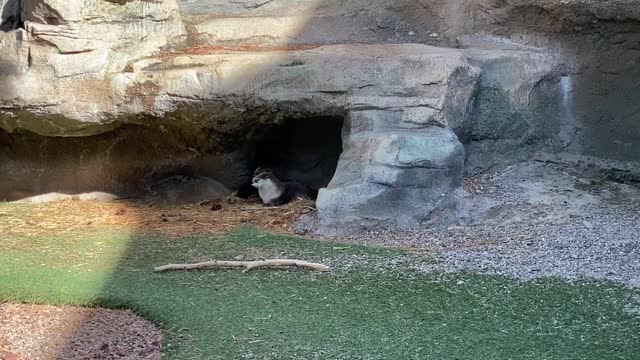 Playful Otter Family