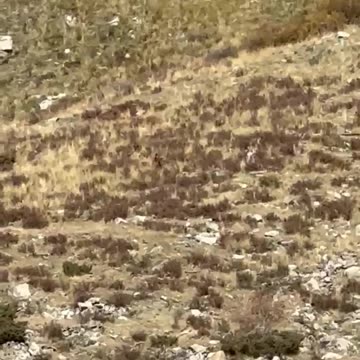 Bigfoot spotted in Colorado.... you tell me!!!