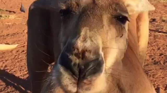 Baby Kangaroo Sure Loves his Carrots