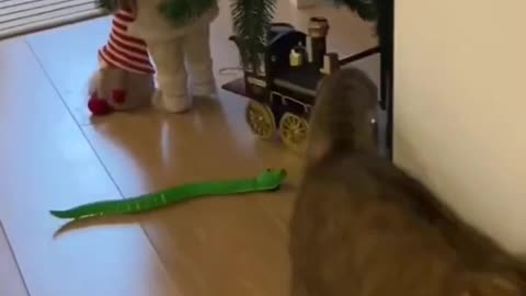 Смешные и милые животные _ Episode #1