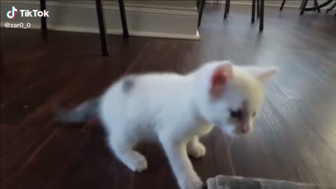 Dancing Kitten