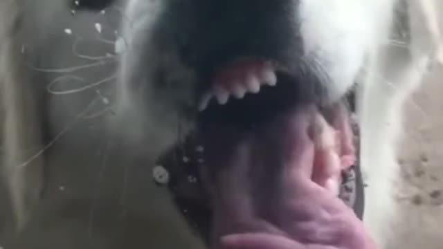 Most amusing 🐶 Dogs and - Awesome Funny Pet Animals Life Videos