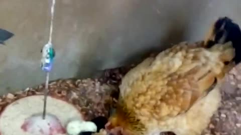 hen and her chicks!!! #funy #animais #cats