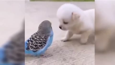 Cute parrot and dog