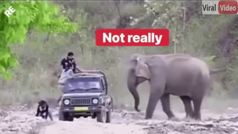 ELEPHANT PRANK 😂🤣