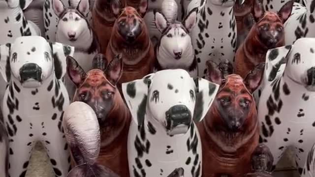 Can You Find The Real Dog?