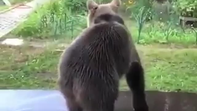 Funny Bear playing with water