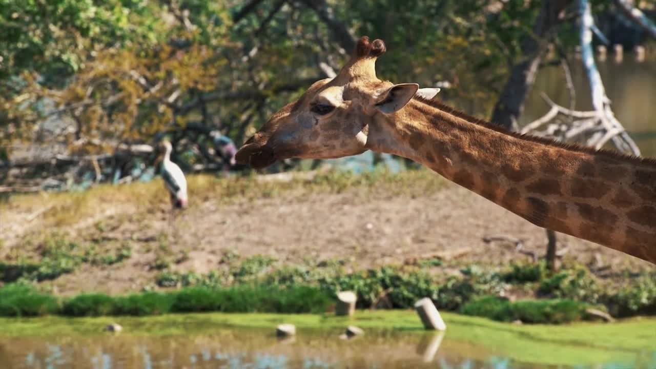 Giraffe chewing in the zoo