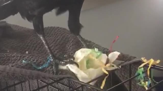 Poe the Crow Pecks Open Piñata