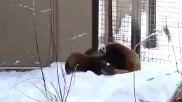 It's always a perfect day to pick a fight with this two