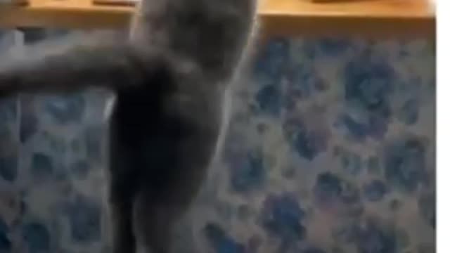 Funny Cat And Dog Video ....😂🐱🐶 Funny Fighting 😃 Must Watch