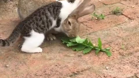 Amazing dog vs cat vs rabbit