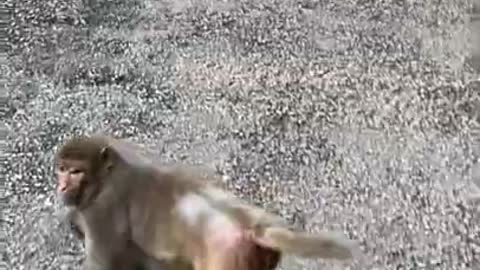 Cute Monkey China & Funny Love monkey| Animals Love