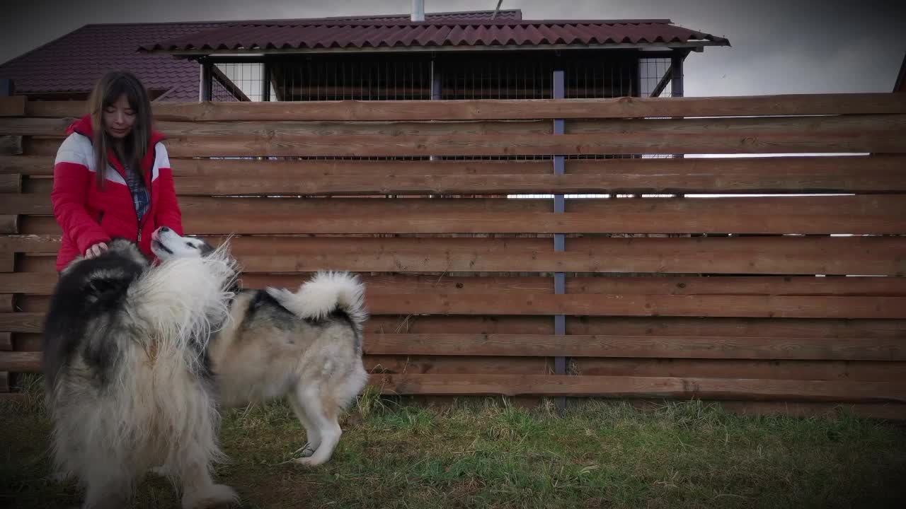 Shepherd dog