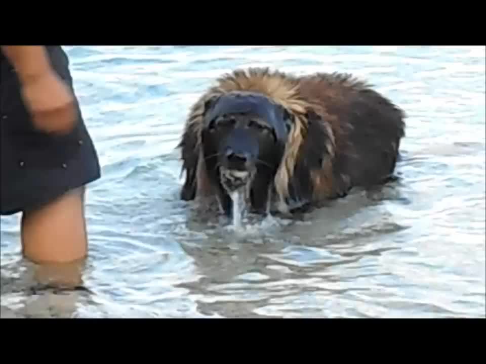 dog dive for stones