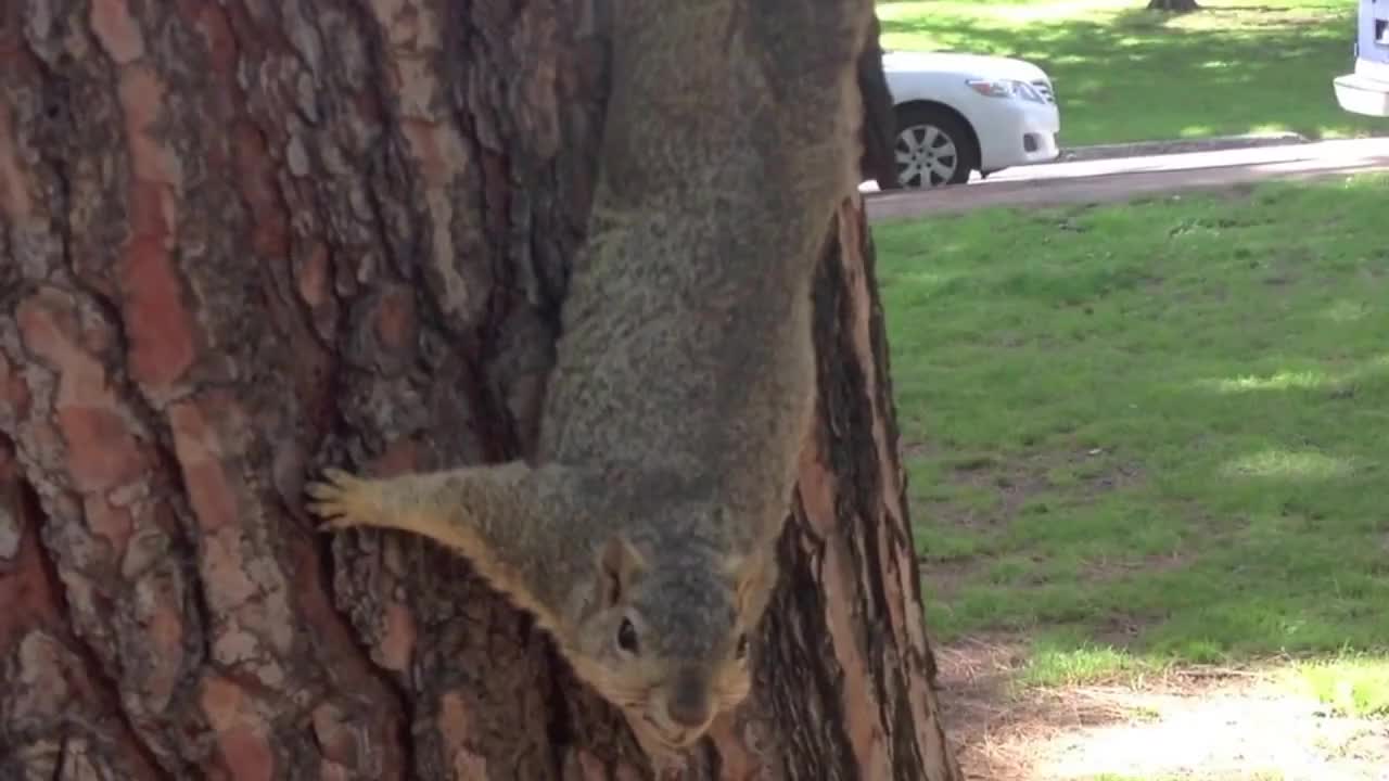 Squirrel