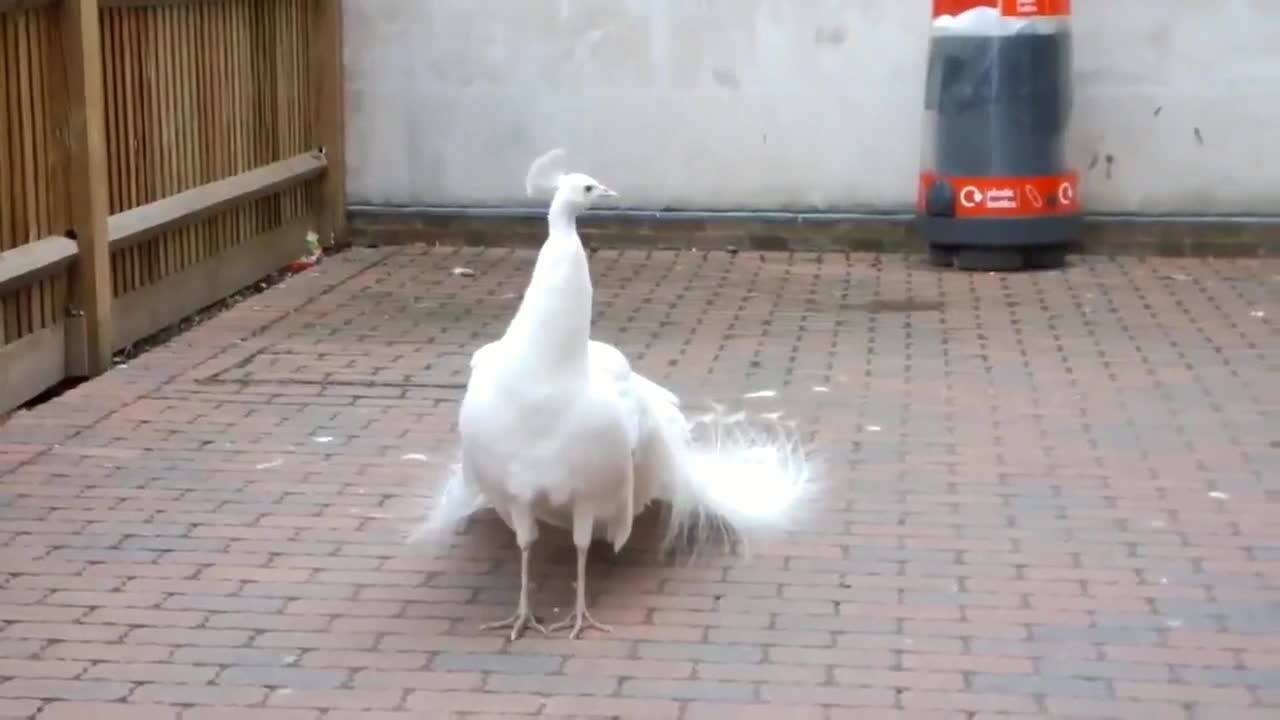 Beautiful peacock white tail full open,bird of paradise,super seen video,