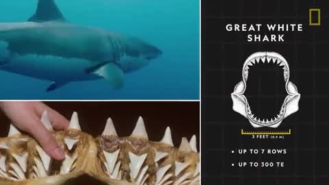 Sharks 101 | National Geographic