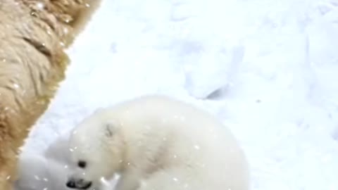 Baby Polar Bear 🐻🐻🐻🐻🐻🐻 Playing Video /Baby Polar Bear 🐻🐻🐻🐻 Compilation