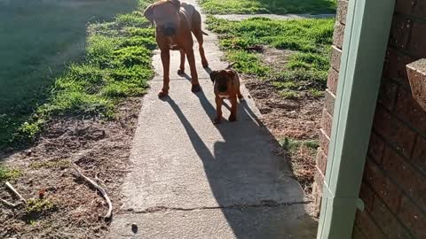 Big Ridgeback Looks After His New Little Pup