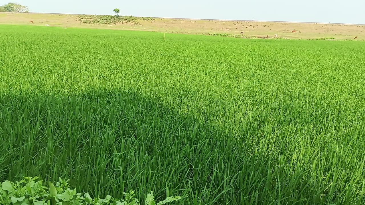 Beautiful paddy field.