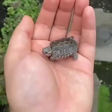 Tortoise In The Water #Tortoise_In_The_Water #animals_Nuture #tortoise #Recpect #Fish