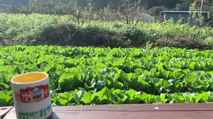 having a cup of morning coffee in the countryside of korea, backyard filled with cabbages for kimchi