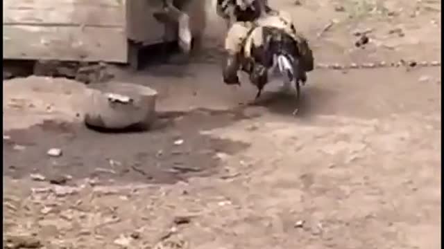 Funny Cat And Dog