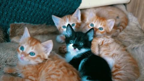 Four kittens looking cute at the camera