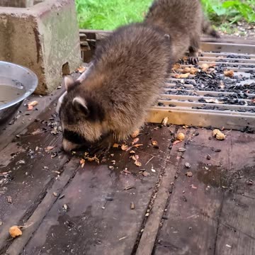 07-08-23 | Feeding Baby Raccoons, Part 8 | #shorts