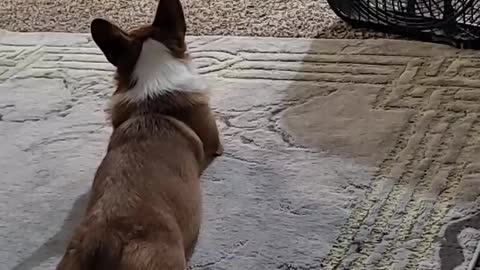 Corgi butt