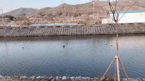 Duck living in the Korean countryside