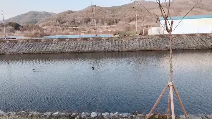 Duck living in the Korean countryside