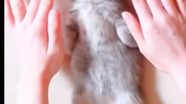 Combing the Kitten