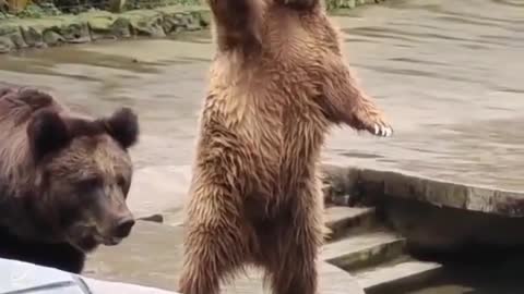 Best funny video reaction of bear