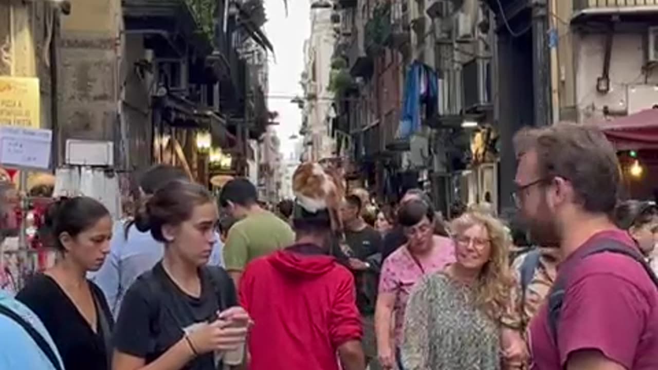 Guy Carries Cat on His Head