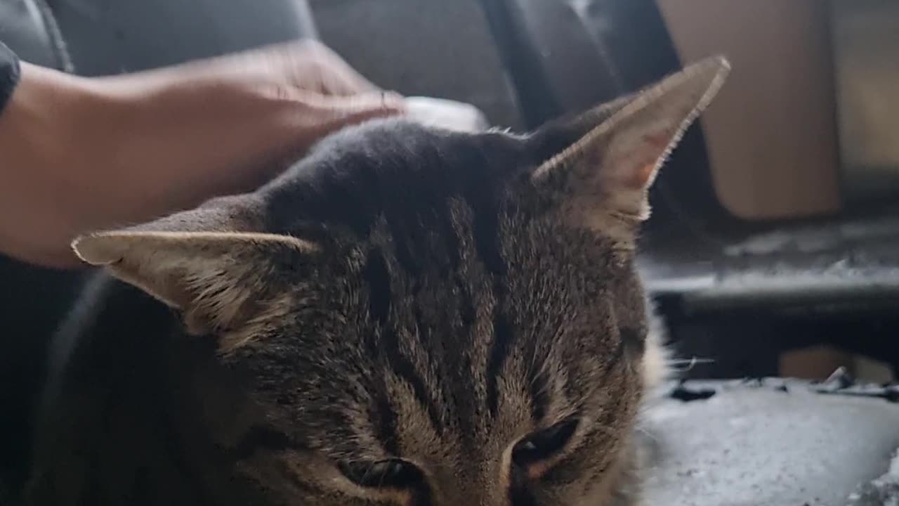 A chubby but genlt cat
