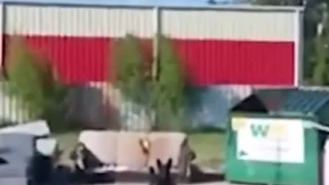 When the over smart dog tries to catch the ball !! Watch what happens? Try not to laugh!!