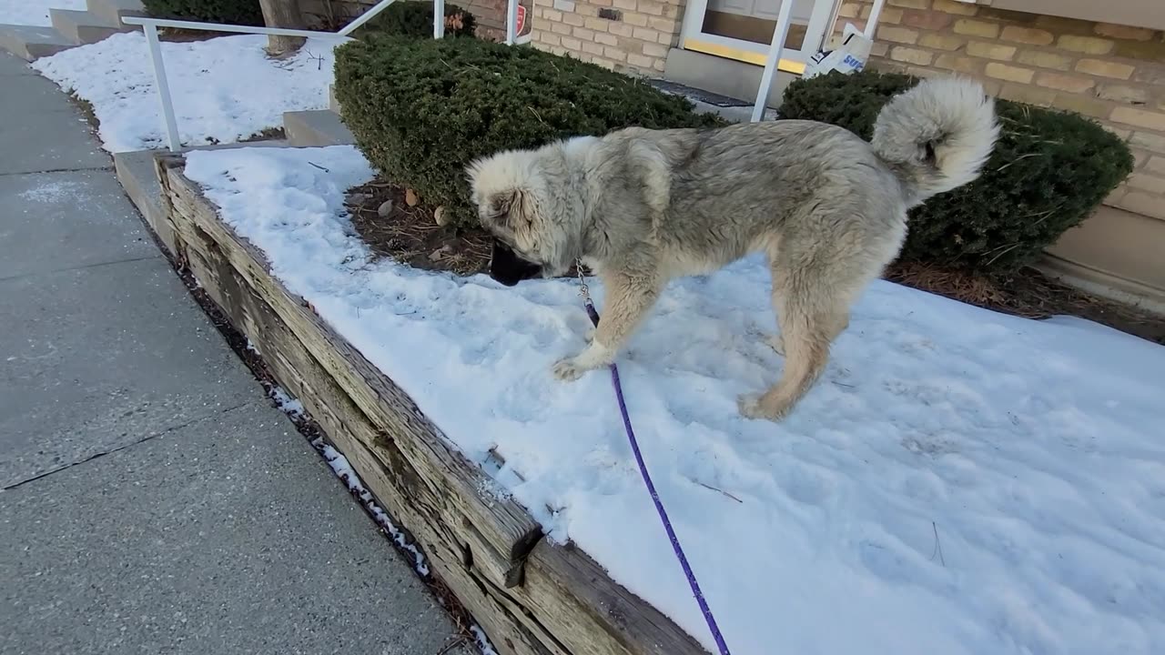 Pixie's 17th Day With Drew - Caucasian Ovcharka Dog - Caucasian Shepherd