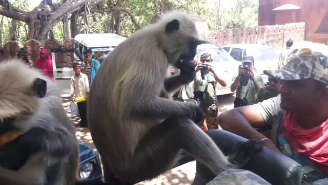 Slapped by a langoor monkey