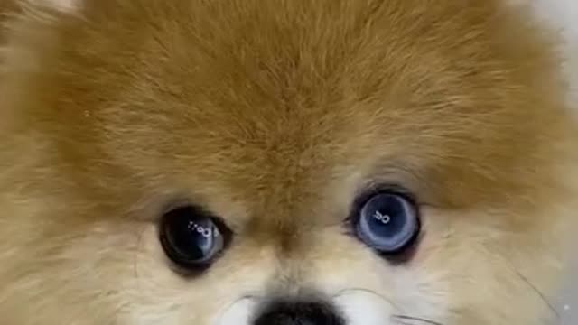 Cute puppy new dog video