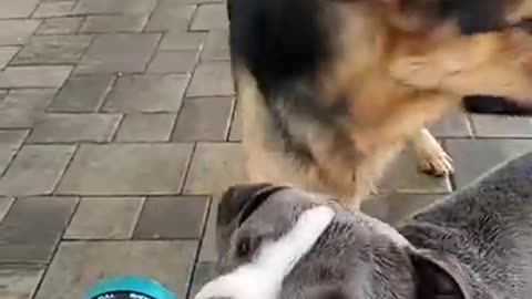 Adorable dogs funny video