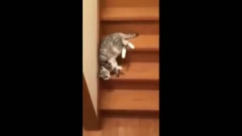 FUNNY CATS